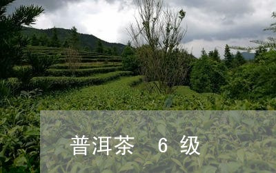 普洱茶 6级/2023042695163